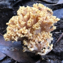 Ramaria sp. at Bago State Forest - 19 May 2019 11:19 AM