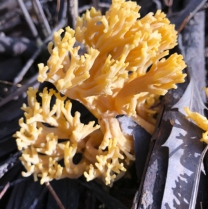 Ramaria sp. at Bago State Forest - 19 May 2019 11:19 AM