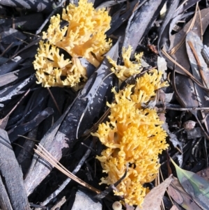 Ramaria sp. at Bago State Forest - 19 May 2019 11:19 AM