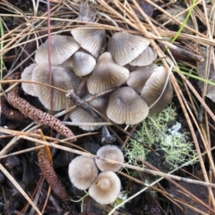 Mycena sp. ‘grey or grey-brown caps’ at Tumbarumba, NSW - 19 May 2019 by Illilanga