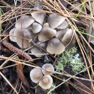 Mycena sp. ‘grey or grey-brown caps’ at Bago State Forest - 19 May 2019