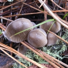 Mycena sp. ‘grey or grey-brown caps’ at Bago State Forest - 19 May 2019