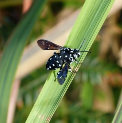 Thyreus lugubris (Domino Cuckoo Bee) at Sanctuary Point, NSW - 25 Mar 2016 by christinemrigg