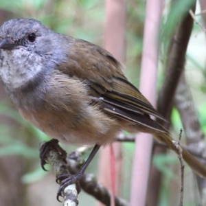 Pachycephala olivacea at Monga, NSW - suppressed