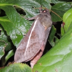 Oxycanus dirempta (Variable Oxycanus) at Pollinator-friendly garden Conder - 25 May 2019 by michaelb