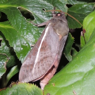 Oxycanus dirempta (Variable Oxycanus) at Conder, ACT - 26 May 2019 by MichaelBedingfield