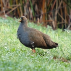 Tribonyx ventralis (Black-tailed Nativehen) at Kingston, ACT - 3 Nov 2009 by Marthijn