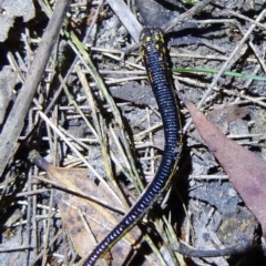 Hirudinea sp. (Class) (Unidentified Leech) at Hyams Beach, NSW - 25 Oct 2015 by christinemrigg