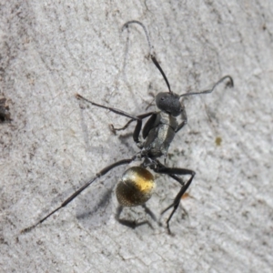 Polyrhachis ammon at Acton, ACT - 2 Jun 2019