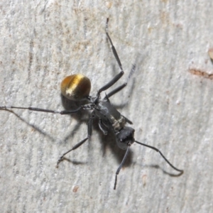 Polyrhachis ammon at Acton, ACT - 2 Jun 2019 12:59 PM