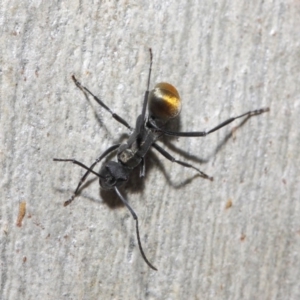 Polyrhachis ammon at Acton, ACT - 2 Jun 2019