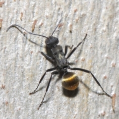 Polyrhachis ammon at Acton, ACT - 2 Jun 2019