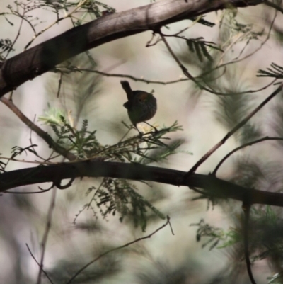 Acanthiza pusilla (Brown Thornbill) at Deakin, ACT - 4 Jun 2019 by LisaH