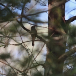 Acanthiza pusilla at Deakin, ACT - 4 Jun 2019 03:27 PM