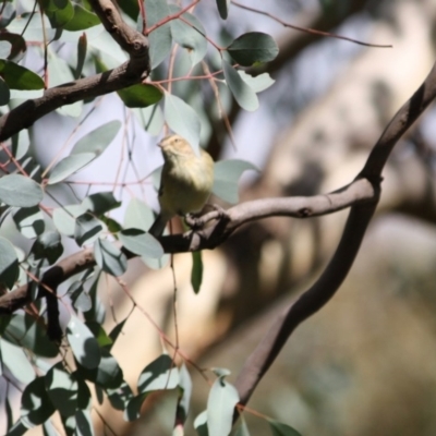 Smicrornis brevirostris (Weebill) at Deakin, ACT - 4 Jun 2019 by LisaH