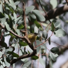 Smicrornis brevirostris at Deakin, ACT - 4 Jun 2019