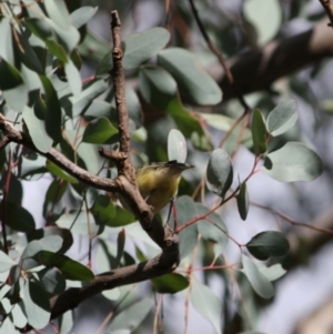 Smicrornis brevirostris at Deakin, ACT - 4 Jun 2019