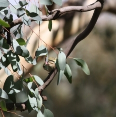 Smicrornis brevirostris at Deakin, ACT - 4 Jun 2019 03:31 PM