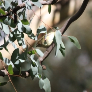 Smicrornis brevirostris at Deakin, ACT - 4 Jun 2019