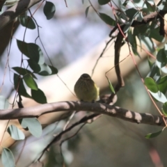 Smicrornis brevirostris at Deakin, ACT - 4 Jun 2019 03:31 PM