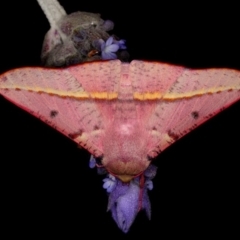 Oenochroma vinaria (Pink-bellied Moth, Hakea Wine Moth) at Kambah, ACT - 16 Oct 2010 by Marthijn