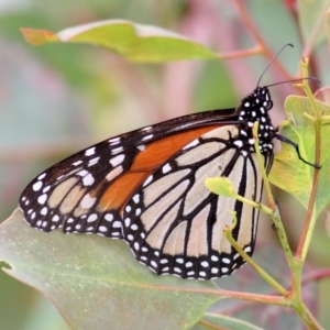 Danaus plexippus at Symonston, ACT - 3 Jan 2011