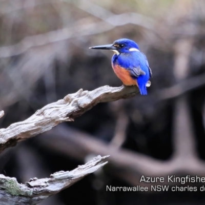 Ceyx azureus (Azure Kingfisher) at Narrawallee Foreshore and Reserves Bushcare Group - 29 May 2019 by CharlesDove