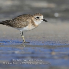 Anarhynchus bicinctus (Double-banded Plover) at Dolphin Point, NSW - 30 May 2019 by CharlesDove