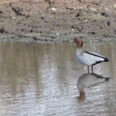 Chenonetta jubata (Australian Wood Duck) at Kama - 4 Jun 2019 by Kurt