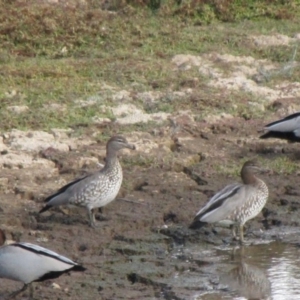 Chenonetta jubata at Molonglo River Reserve - 4 Jun 2019