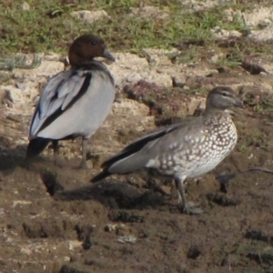 Chenonetta jubata at Molonglo River Reserve - 4 Jun 2019 02:23 PM