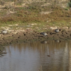 Chenonetta jubata at Molonglo River Reserve - 4 Jun 2019 02:23 PM