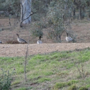 Chenonetta jubata at Molonglo River Reserve - 4 Jun 2019