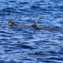 Arctocephalus pusillus doriferus (Australian Fur-seal) at Dolphin Point, NSW - 29 May 2019 by CharlesDove