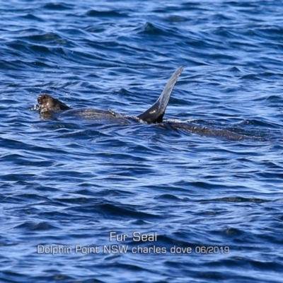 Arctocephalus pusillus doriferus (Australian Fur-seal) at Dolphin Point, NSW - 29 May 2019 by CharlesDove