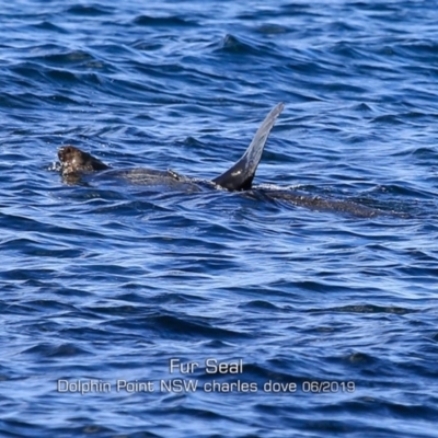 Arctocephalus pusillus doriferus (Australian Fur-seal) at Dolphin Point, NSW - 28 May 2019 by Charles Dove