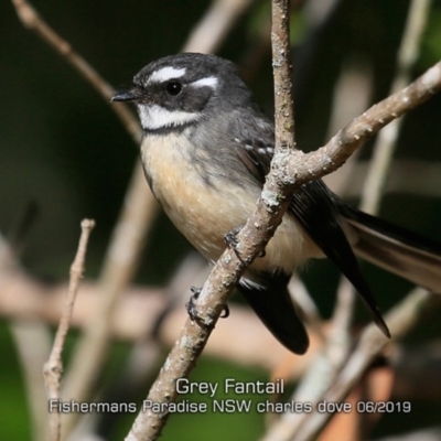 Rhipidura albiscapa (Grey Fantail) at Fishermans Paradise, NSW - 27 May 2019 by CharlesDove