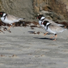Charadrius rubricollis (Hooded Plover) at Dolphin Point, NSW - 28 May 2019 by Charles Dove