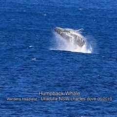 Megaptera novaeangliae (Humpback Whale) at Ulladulla, NSW - 29 May 2019 by Charles Dove