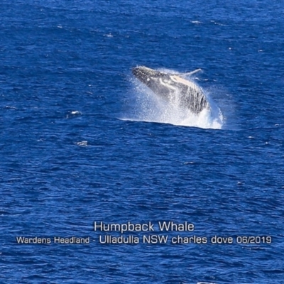 Megaptera novaeangliae (Humpback Whale) at Ulladulla, NSW - 29 May 2019 by Charles Dove