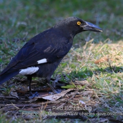 Strepera graculina (Pied Currawong) at Fishermans Paradise, NSW - 30 May 2019 by CharlesDove