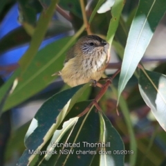 Acanthiza lineata (Striated Thornbill) at Mollymook, NSW - 30 May 2019 by CharlesDove