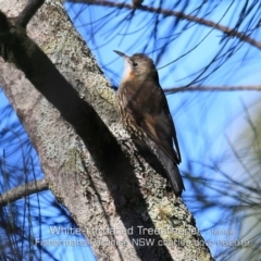 Cormobates leucophaea (White-throated Treecreeper) at Fishermans Paradise, NSW - 28 May 2019 by CharlesDove