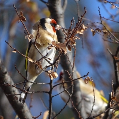 Carduelis carduelis (European Goldfinch) at Kingston, ACT - 4 Jun 2019 by Mike