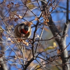 Carduelis carduelis at Kingston, ACT - 4 Jun 2019