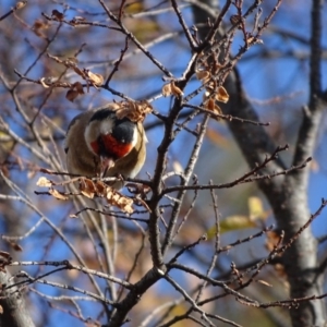 Carduelis carduelis at Kingston, ACT - 4 Jun 2019 02:25 PM