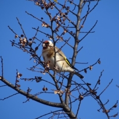 Carduelis carduelis at Kingston, ACT - 4 Jun 2019 02:25 PM