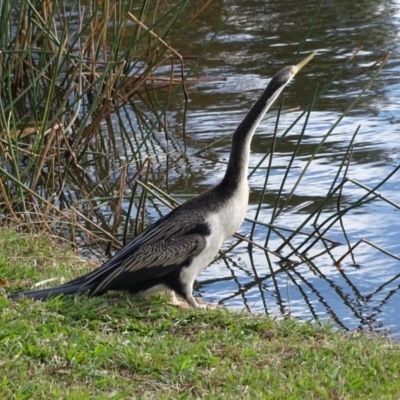 Anhinga novaehollandiae (Australasian Darter) at Lake Burley Griffin Central/East - 4 Jun 2019 by Mike