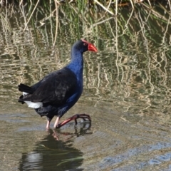 Porphyrio melanotus (Australasian Swamphen) at Lake Burley Griffin Central/East - 4 Jun 2019 by Mike