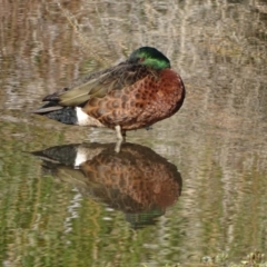 Anas castanea (Chestnut Teal) at Kingston, ACT - 4 Jun 2019 by Mike